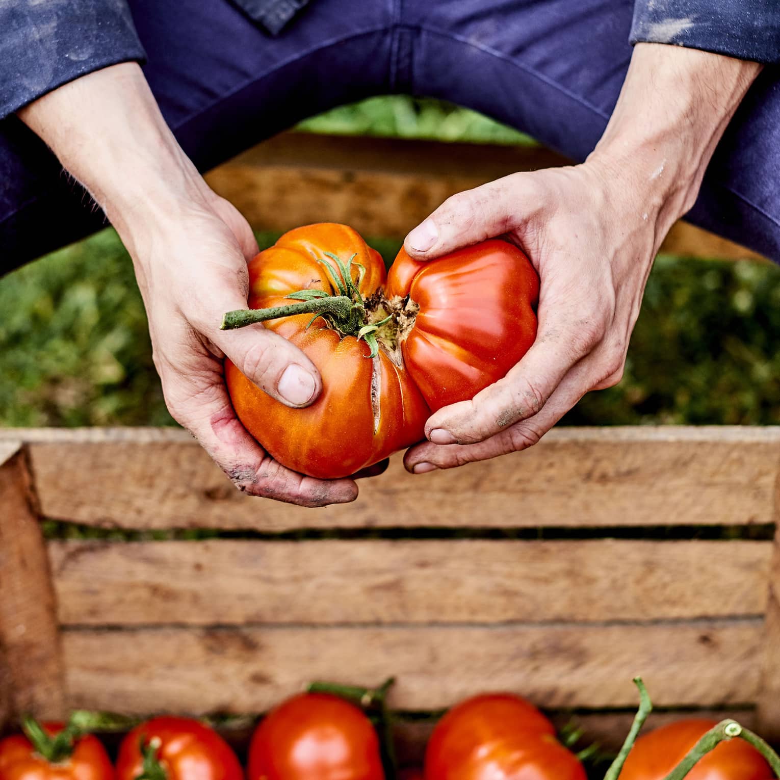 close up of hands holding two large red tomatoes over a wooden crate of tomatoes