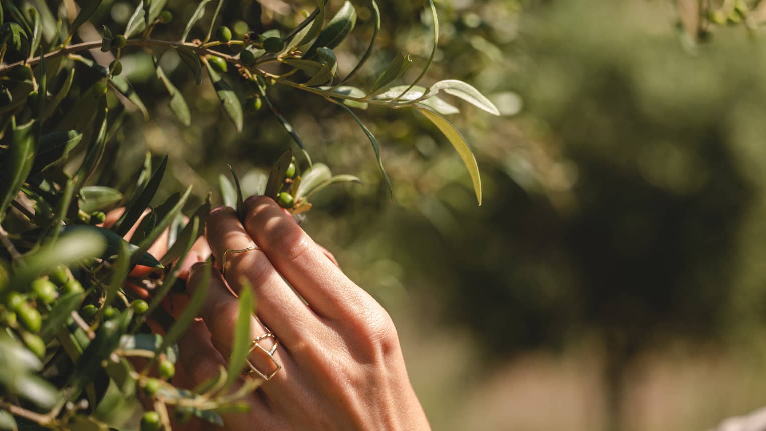 Extreme close-up of sunlit hands picking green olives from the dense foliage and oblong leaves of an olive tree.