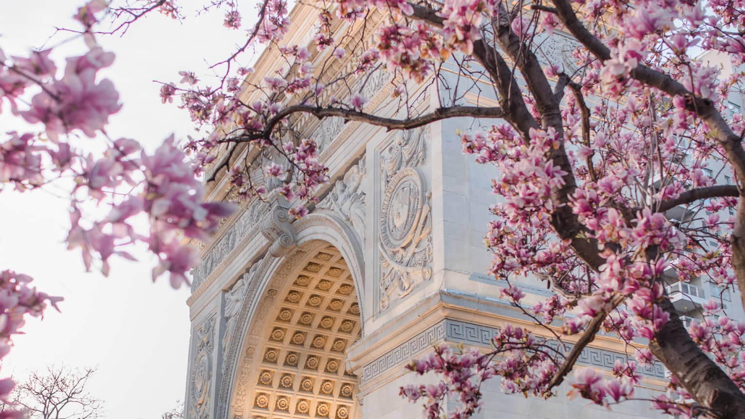 Cherry blossom trees blooming in front of New York City's Washington Square Arch
