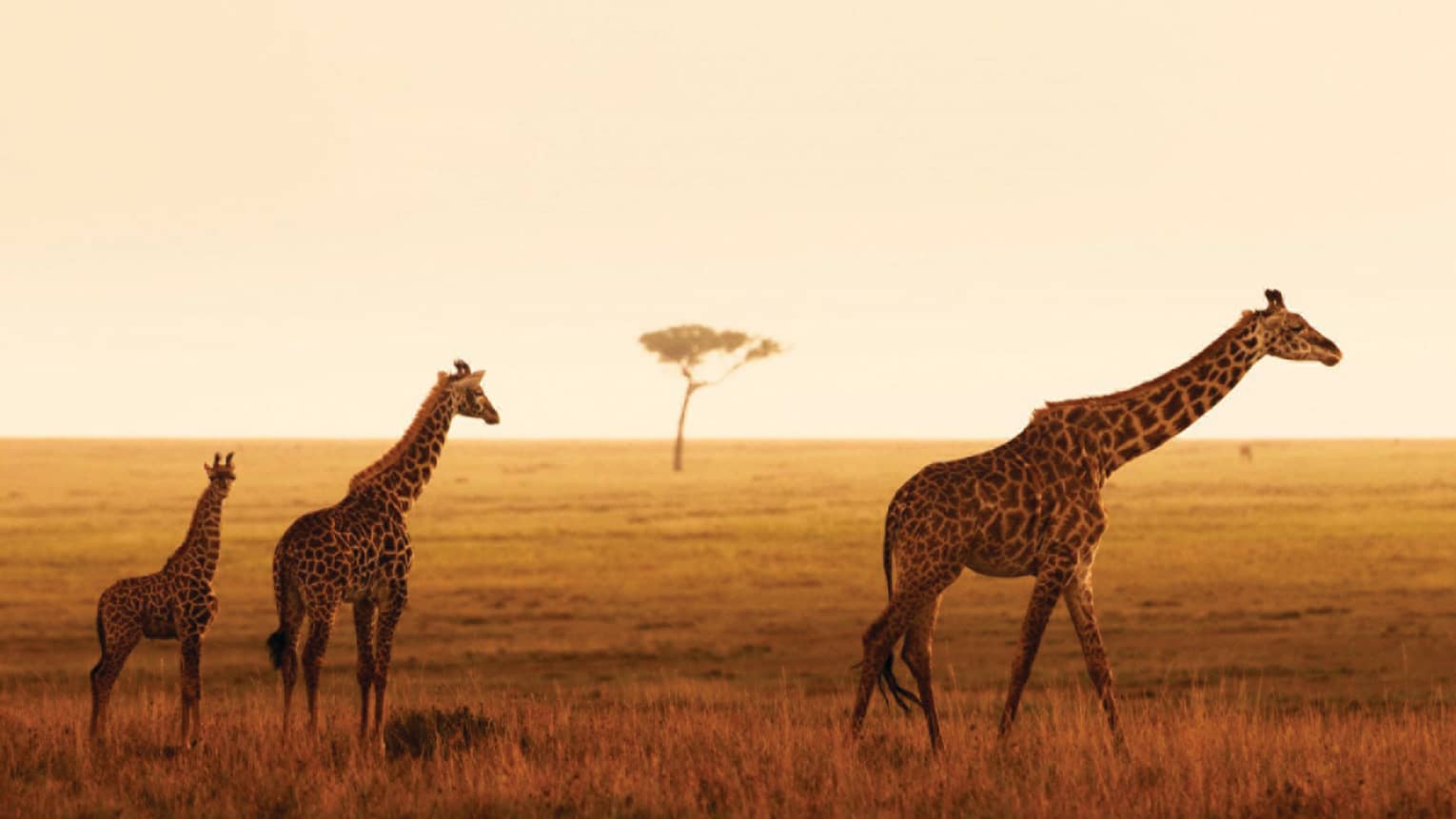 Giraffe family walks along grassy plain during orange sunset