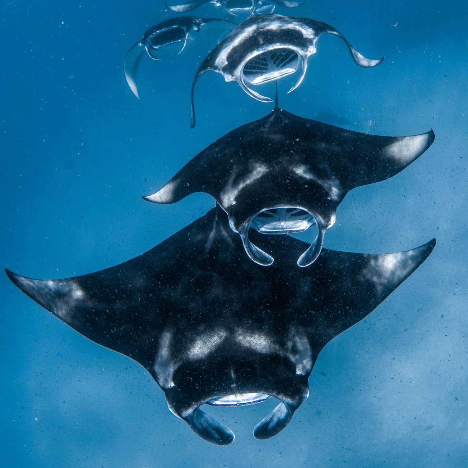 Front view of a squadron of manta rays swimming one after the other, all with mouths open, through sunlight-streaked water.