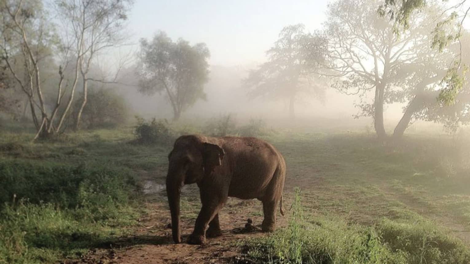 An elephant walking through a misty field 