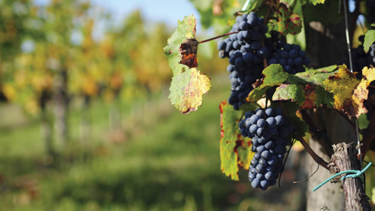 Dark wine grapes hang from vine in Santa Cruz Mountains vineyard