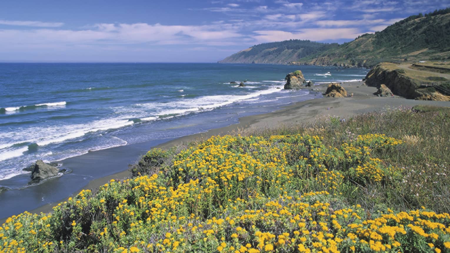 Yellow flowers along California coast, big rocks and waves 