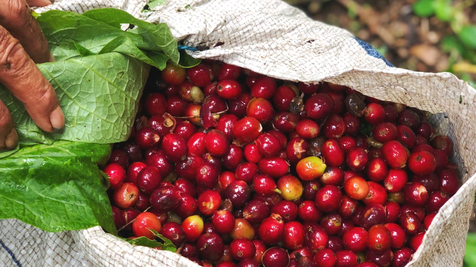 Bright deep red raw coffee beans in a white coffee sack on the dirt ground