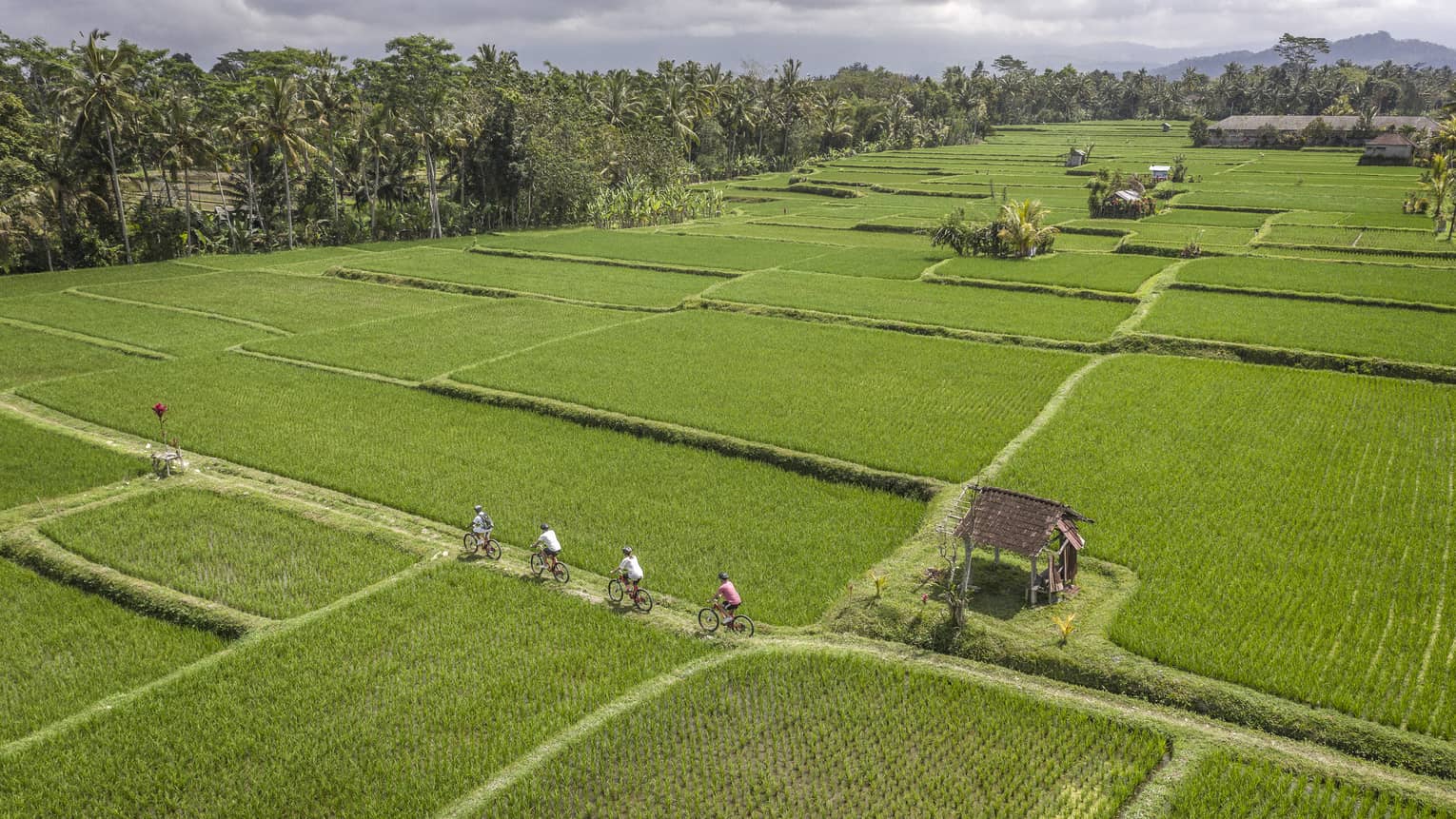 four seasons guests bike through farmland near four seasons hotel bali at sayan