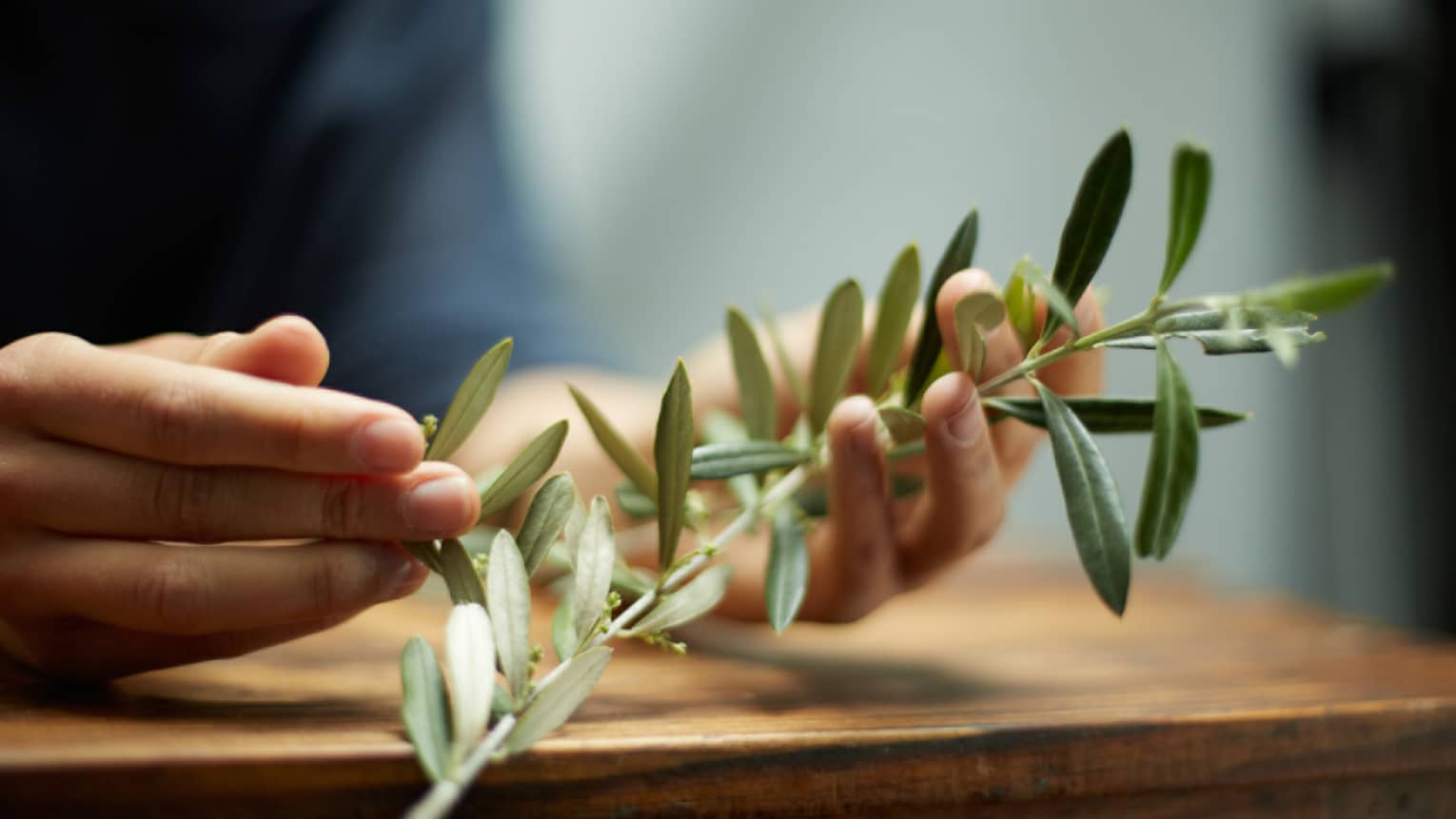 Close-up of hands holding branch with green leaves, herbs