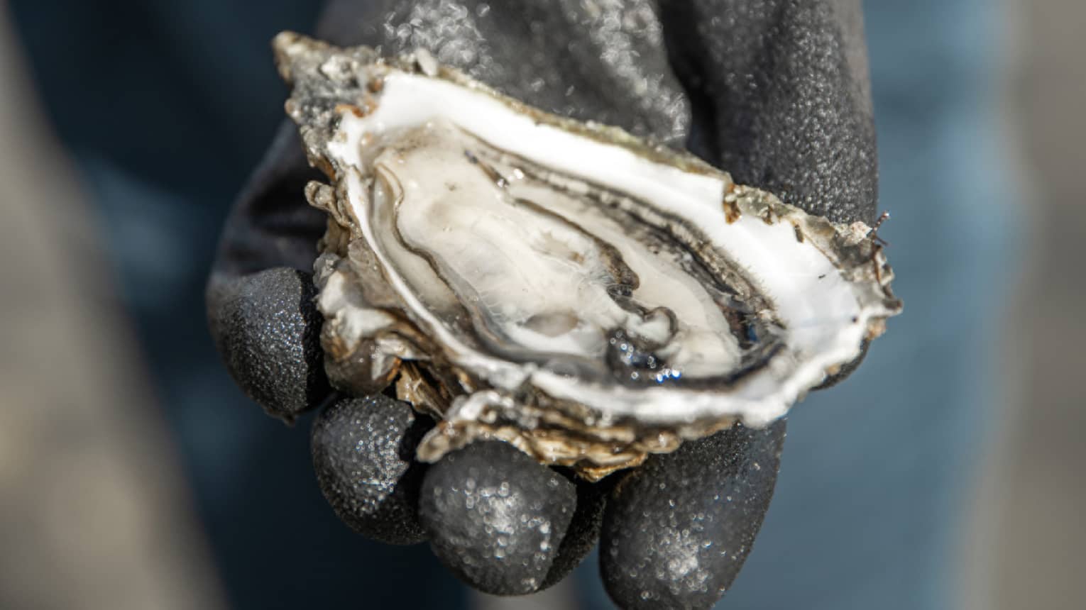 A person holding half of an oyster in their hand