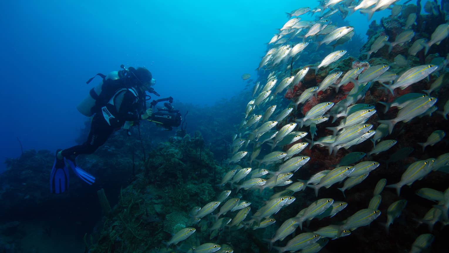 Scuba diver underwater by large school of tropical fish