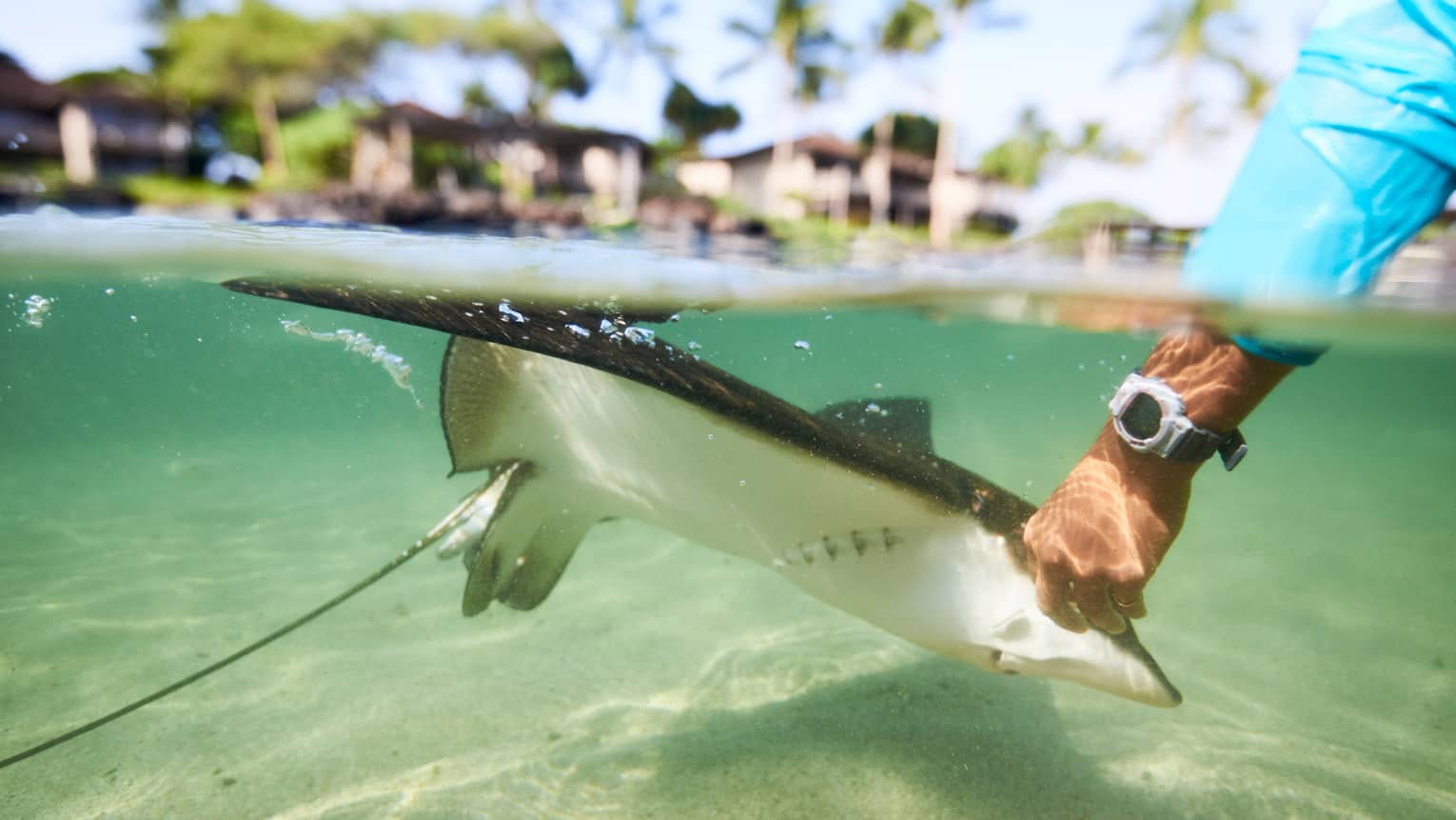 Underwater view of hand reaching down and touching stingray in lagoon