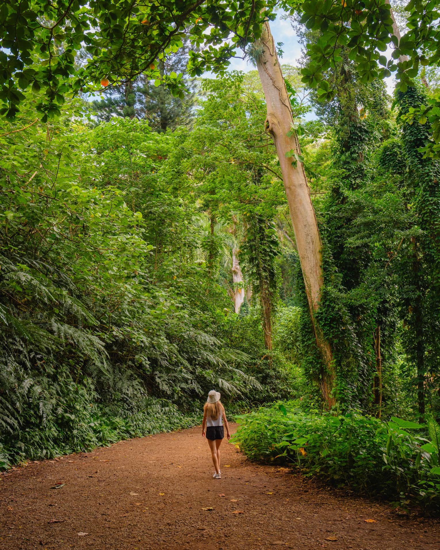 A woman walks through tropical rainforest on path