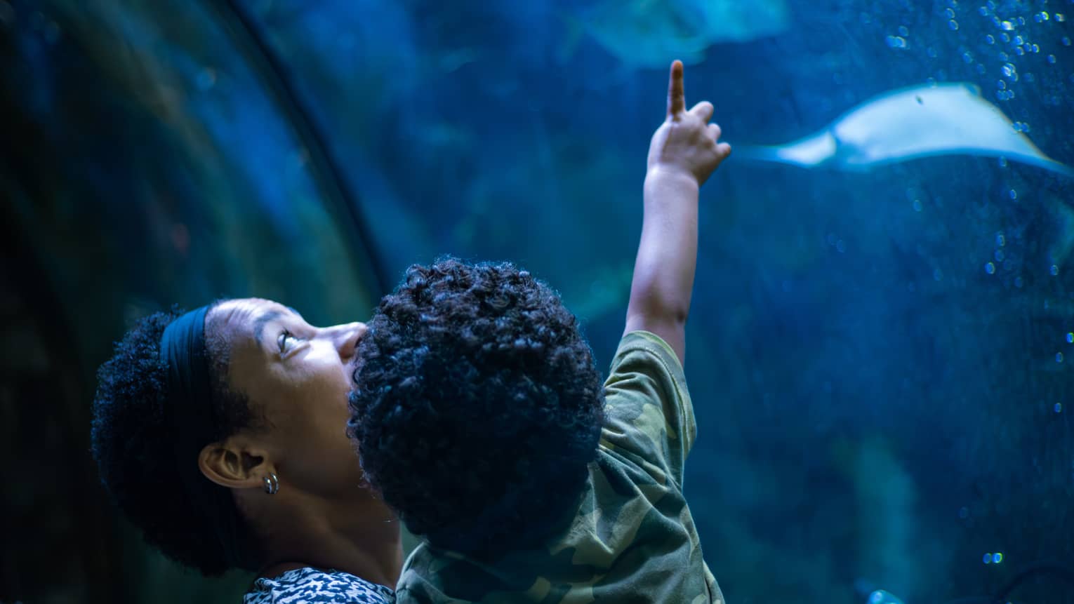 View from behind of a parent holding a toddler who is pointing upward at two stingrays in a bubbly, deep-blue aquarium.