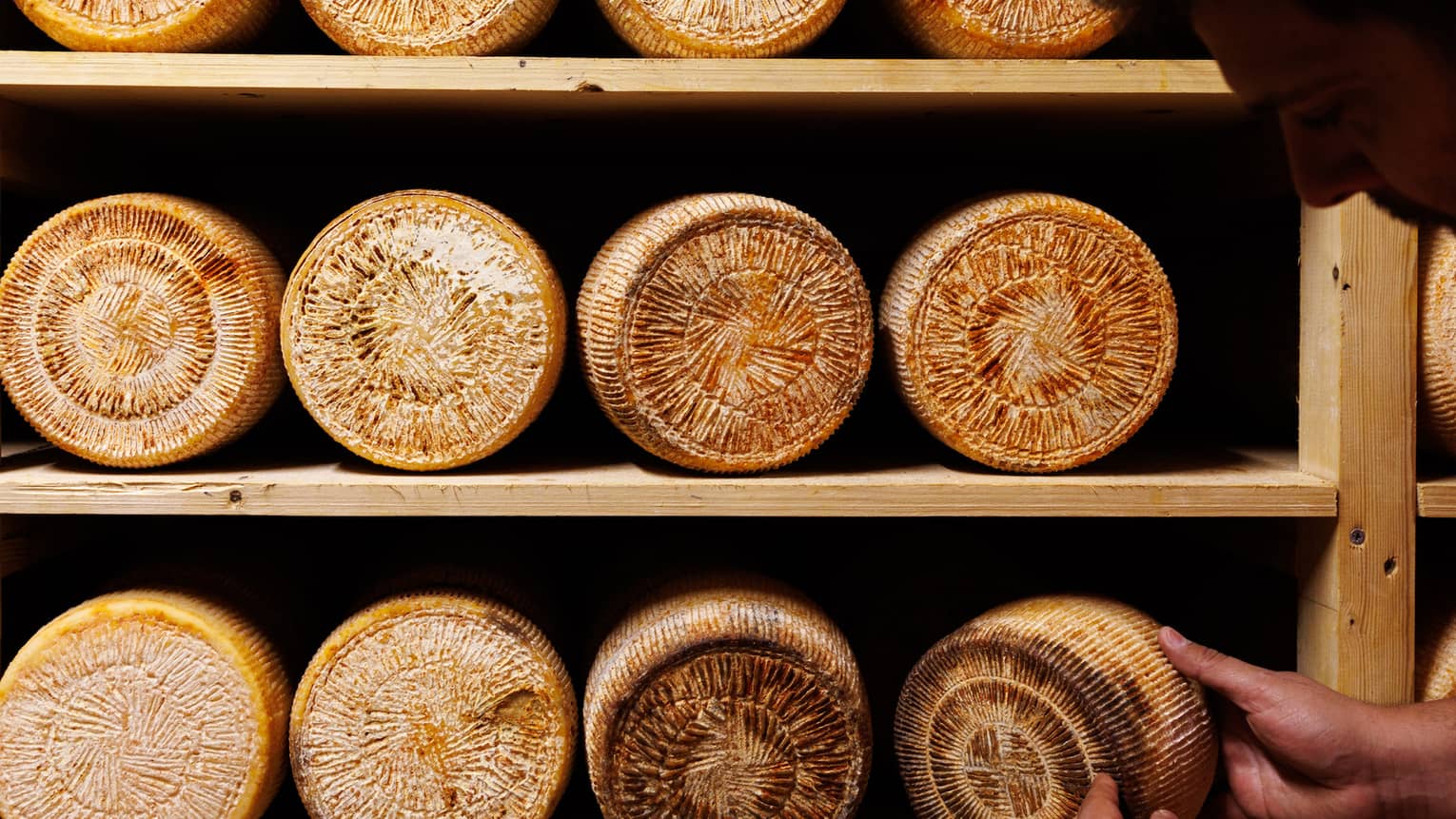 Round hard cheeses sit in rows on wooden shelves as they age; a person is holding one of the cheeses to inspect the rind.