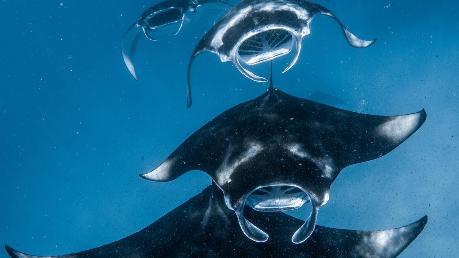 Front view of a squadron of manta rays swimming one after the other, all with mouths open, through sunlight-streaked water.