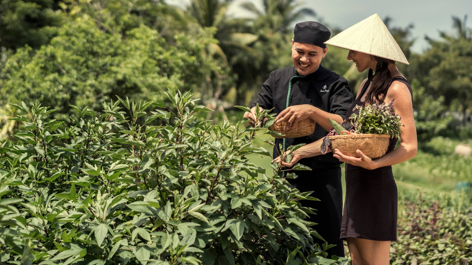 Chef, woman in hat with basket pick herbs, greens from garden