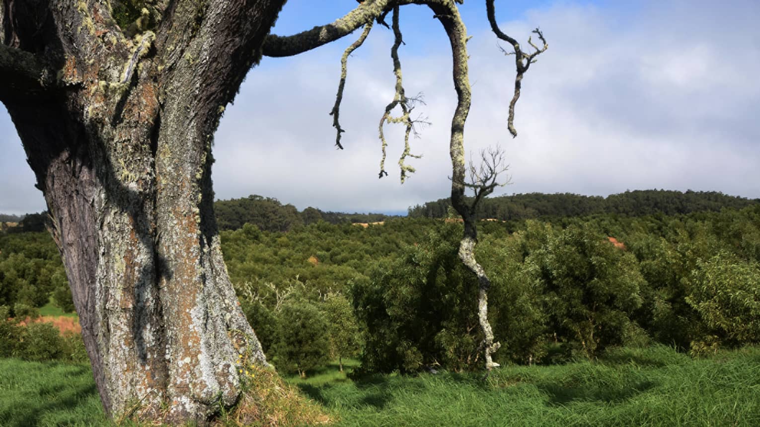 Tree on Hawaii island