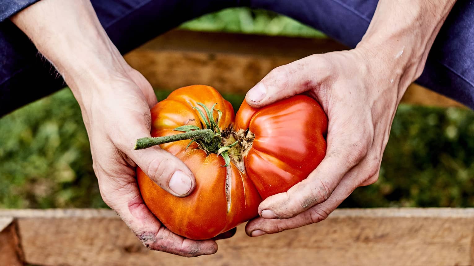 close up of hands holding two large red tomatoes over a wooden crate of tomatoes