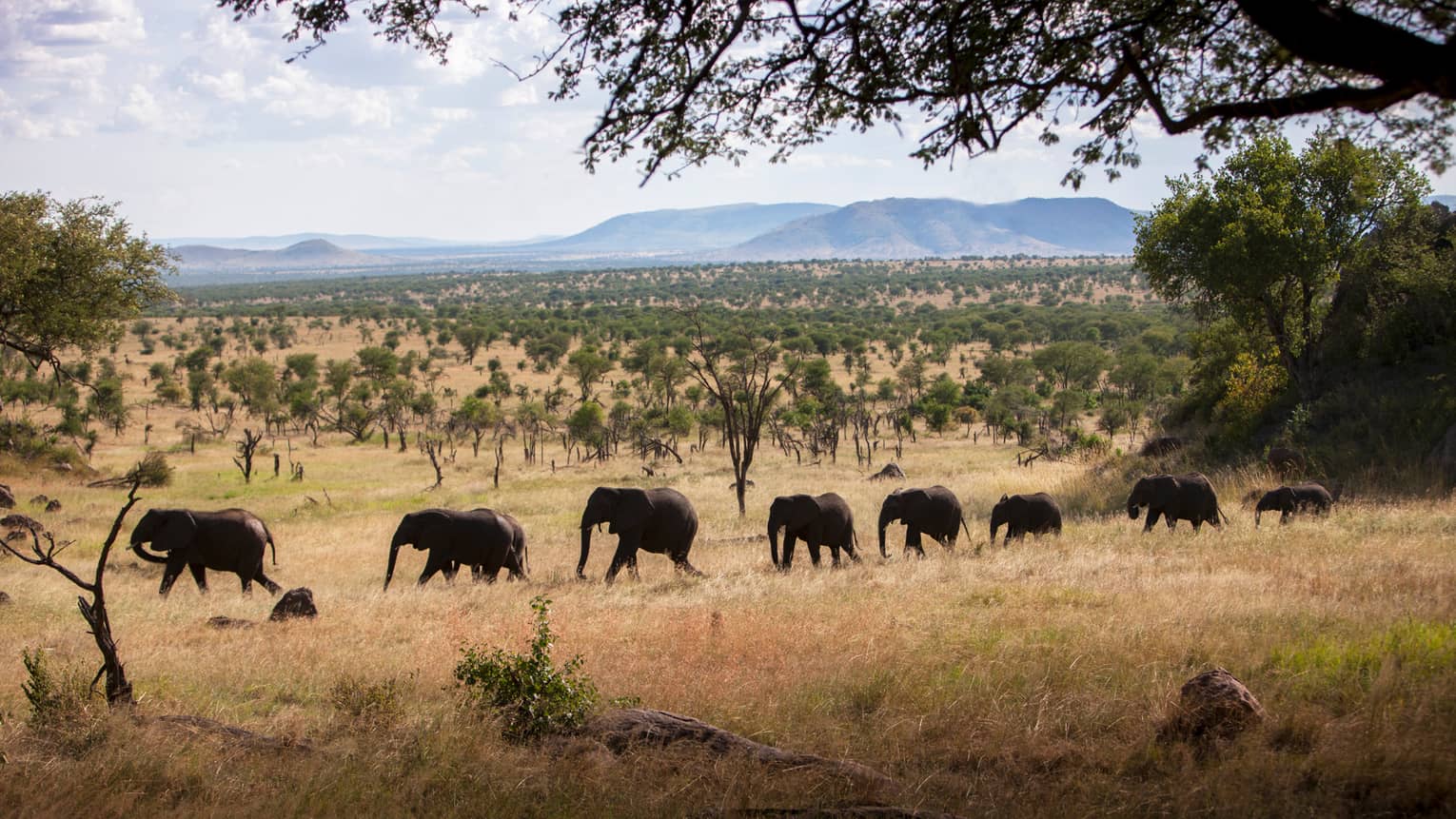 Eight elephants walking in a line across the Serengeti with mountains in background 