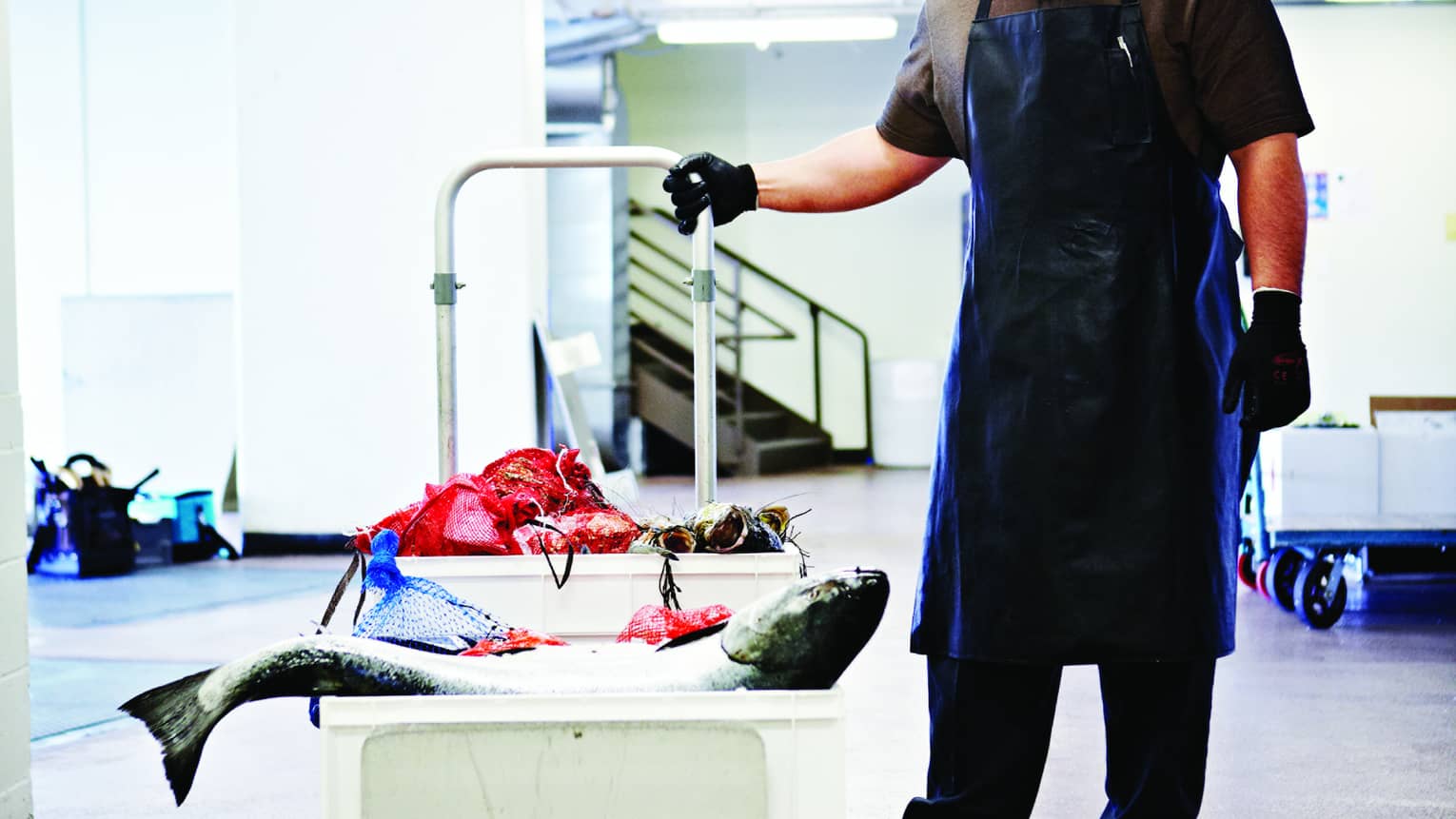Fish delivery, man wearing apron, gloves and hat holds handle of cart with large fish on ice 