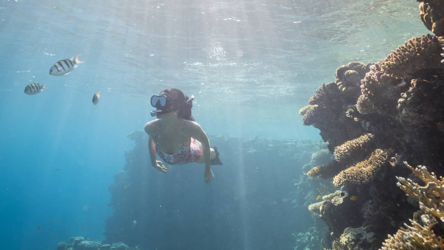 Woman in pink bathing suit snorkels among colourful fish and coral reefs, sunlight streaming through the water's surface