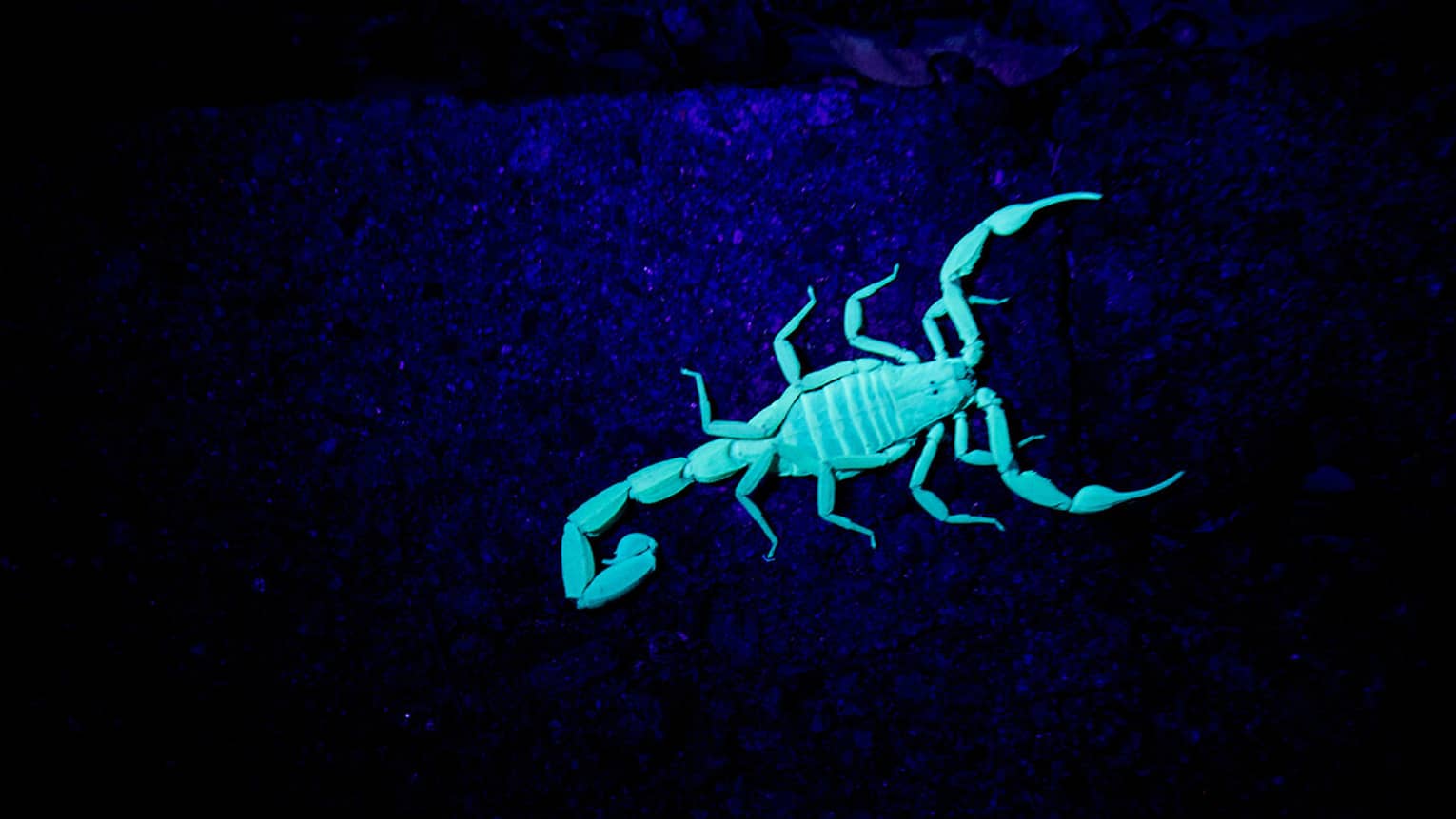 View from above of a giant sand scorpion fluorescing under a blue light on a dark blue, grainy surface.