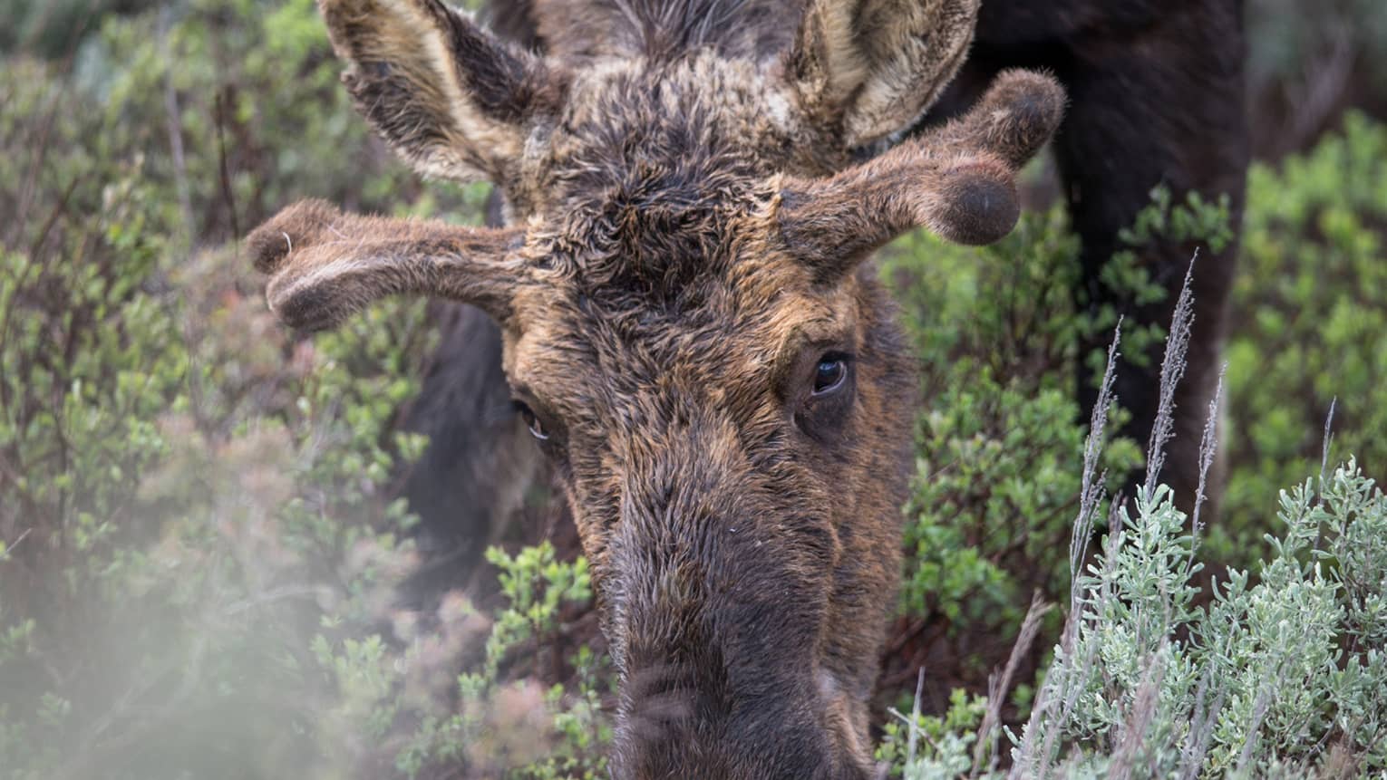 A moose adorned with velvet-soft antlers faces the camera as it grazes in the brush, surrounded by scrubland vegetation.