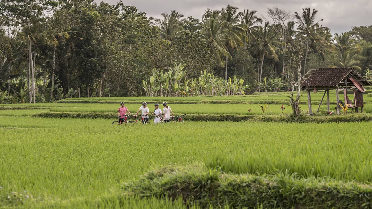 four seasons guest bike along farmland in bali