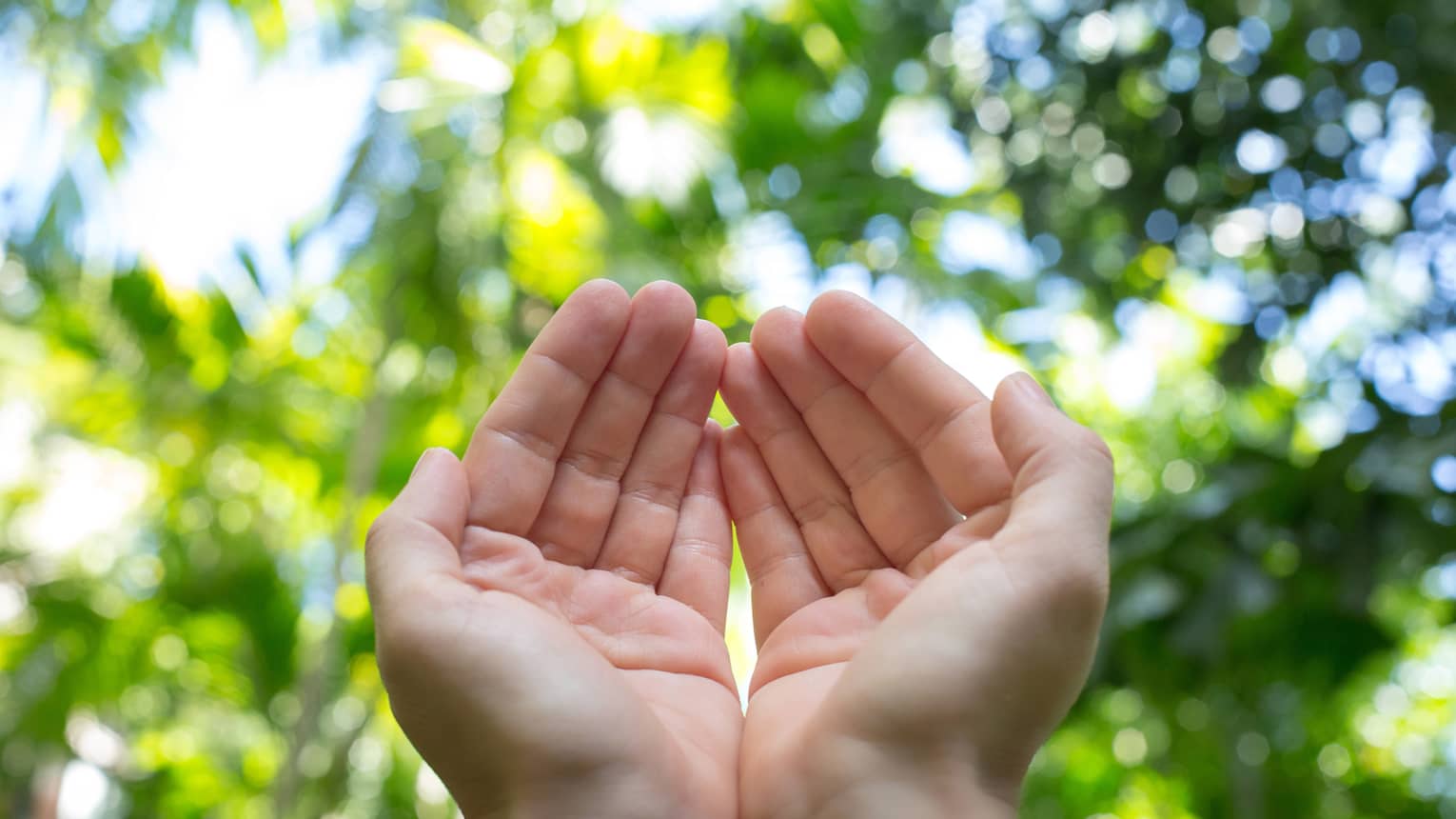 Two cupped hands against a forest backdrop on a sunny day