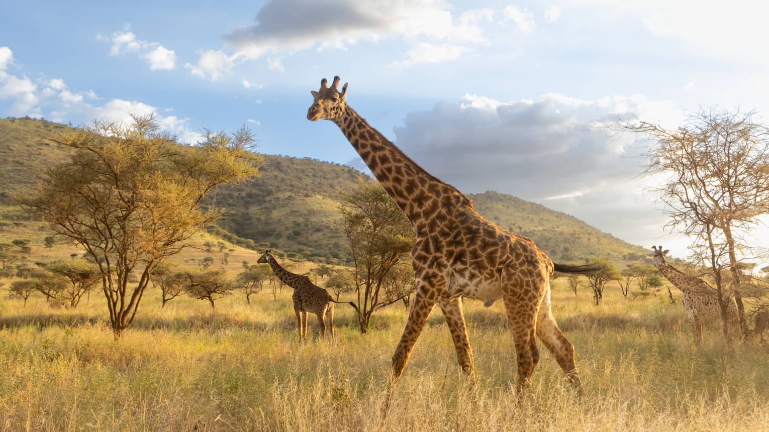 Two giraffes walk through the savannah on a sunny day