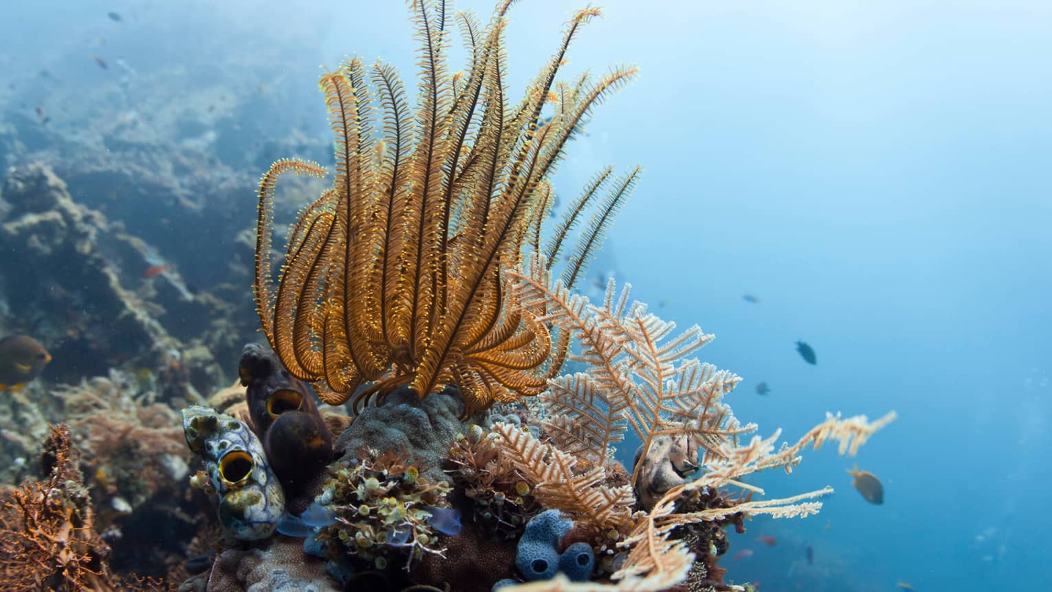 Close-up of colourful colourful reef, plants underwater in blue lagoon