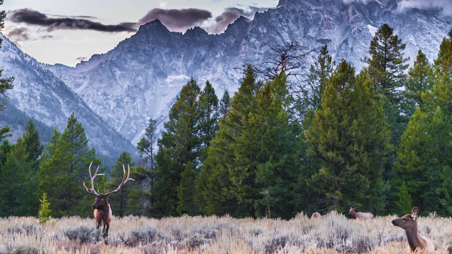 Adult male elk with horns and a heard of elk against backdrop of Grand Tetons