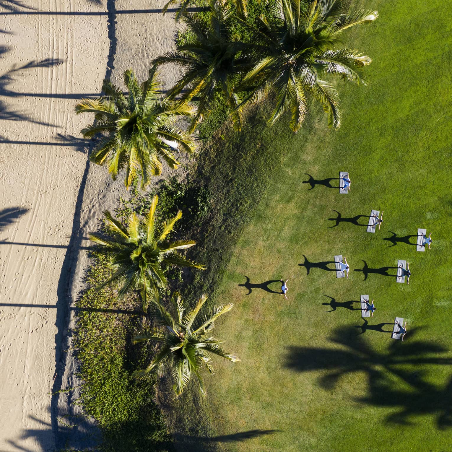 The ocean shore transitions to grass with palm trees.