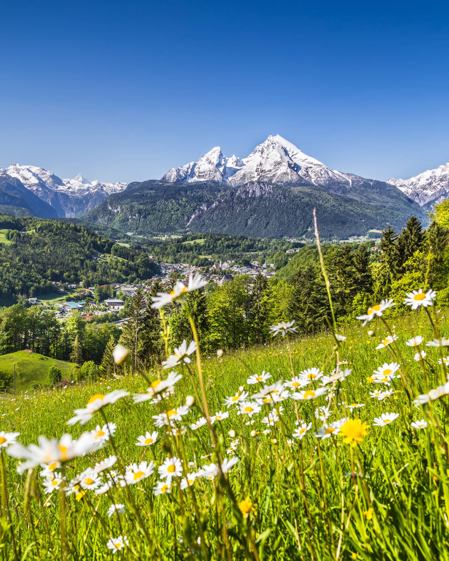 Field of wildflowers