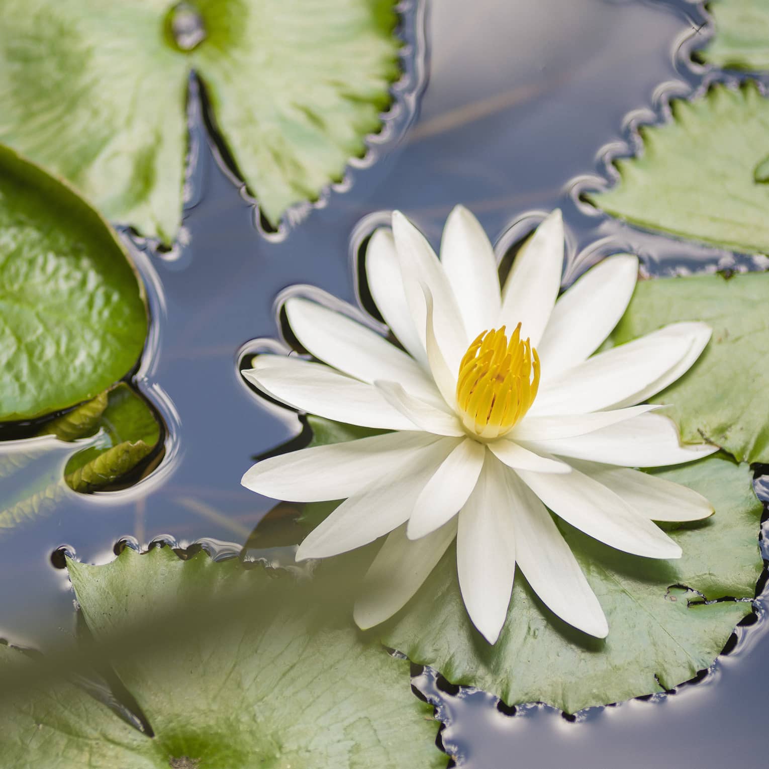 An extreme close-up of a blooming water lily and lily-pads floating in shallow, still water.