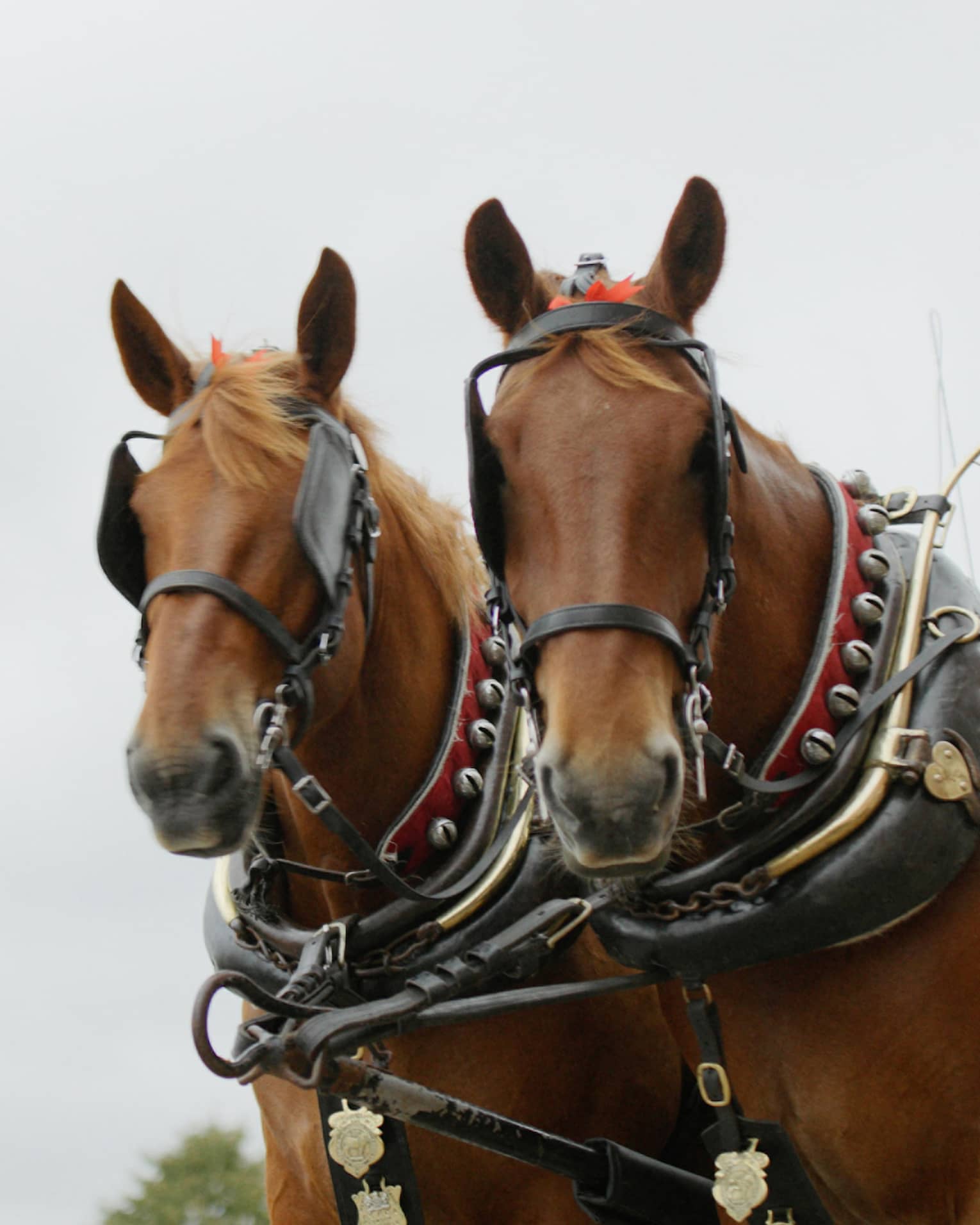 Two men in black top hats and overcoats atop carriage pulled by two brown horses