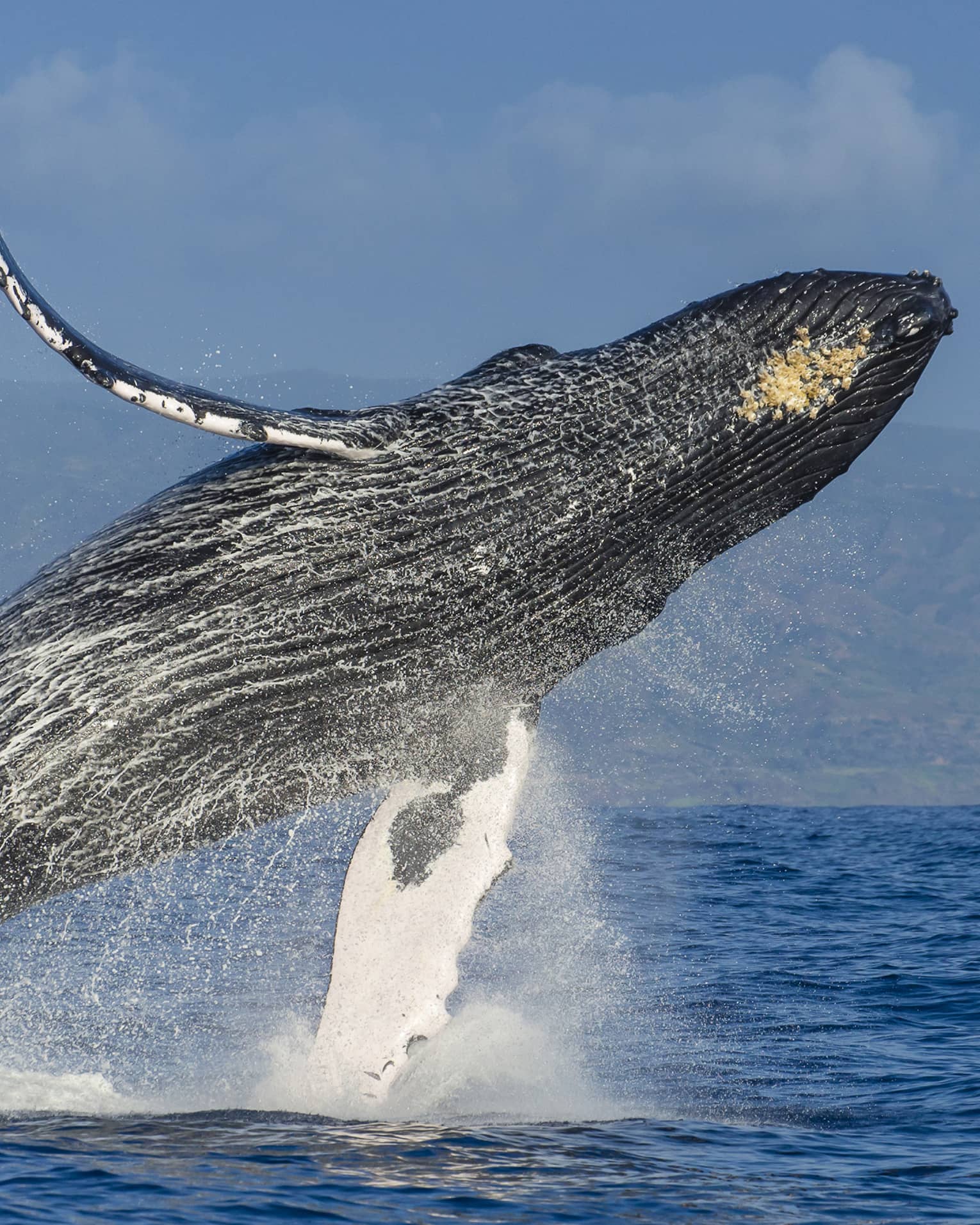 A humpback whale almost fully airborne as it breaches the ocean’s surface, a white veil of water spray falling from its body.