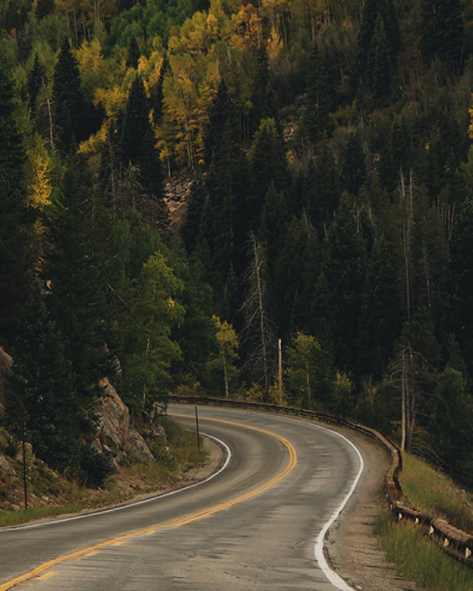 A road with woods of tall trees on both sides of it.