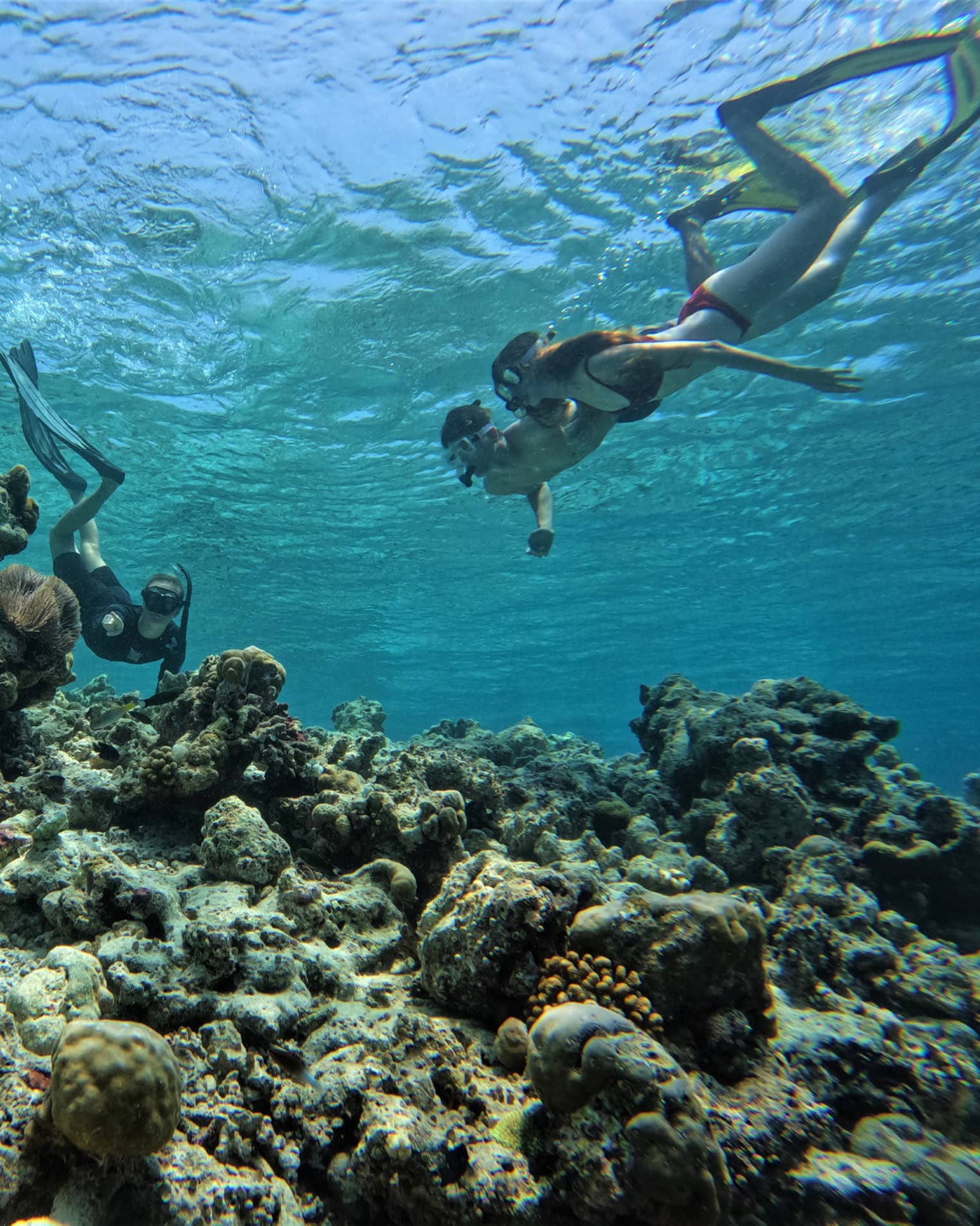 Marine biologist points out a porcupine-shaped coral to two guests as they all snorkel above a reef in crystal-clear water. 