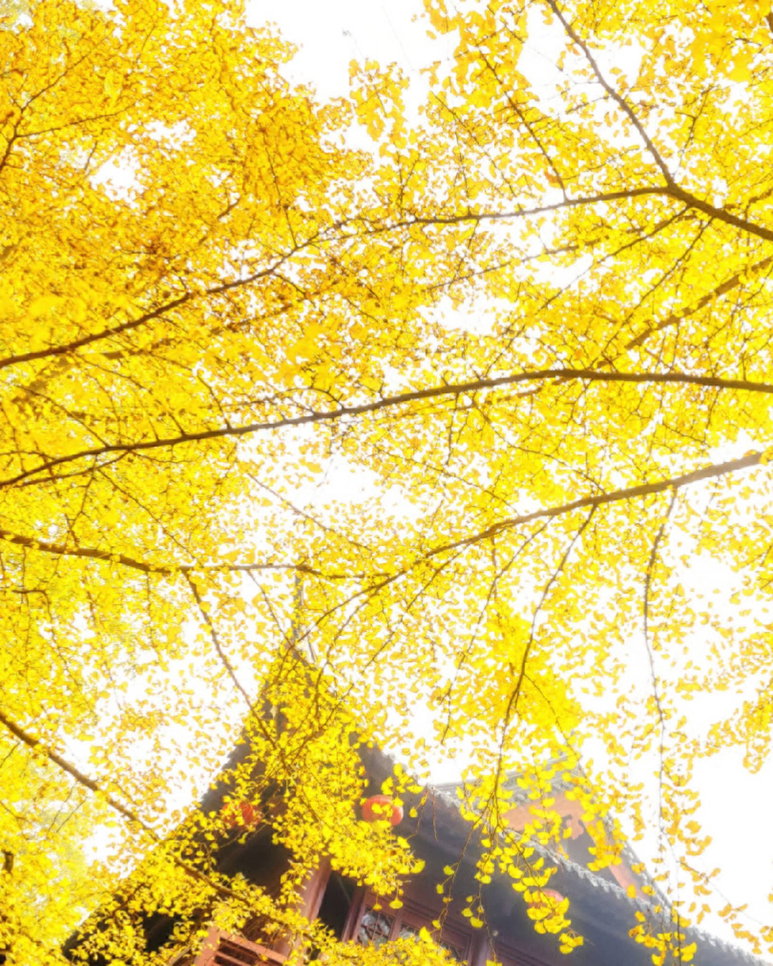 View skyward from under the branches and golden foliage of Ginkgo biloba trees; the curved roof of a temple nearby.