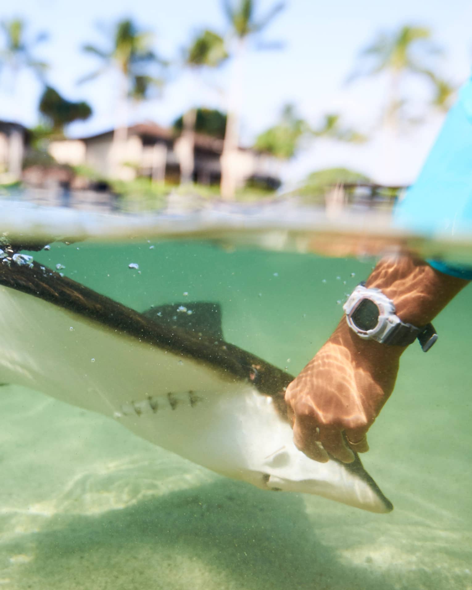 Underwater view of hand reaching down and touching stingray in lagoon