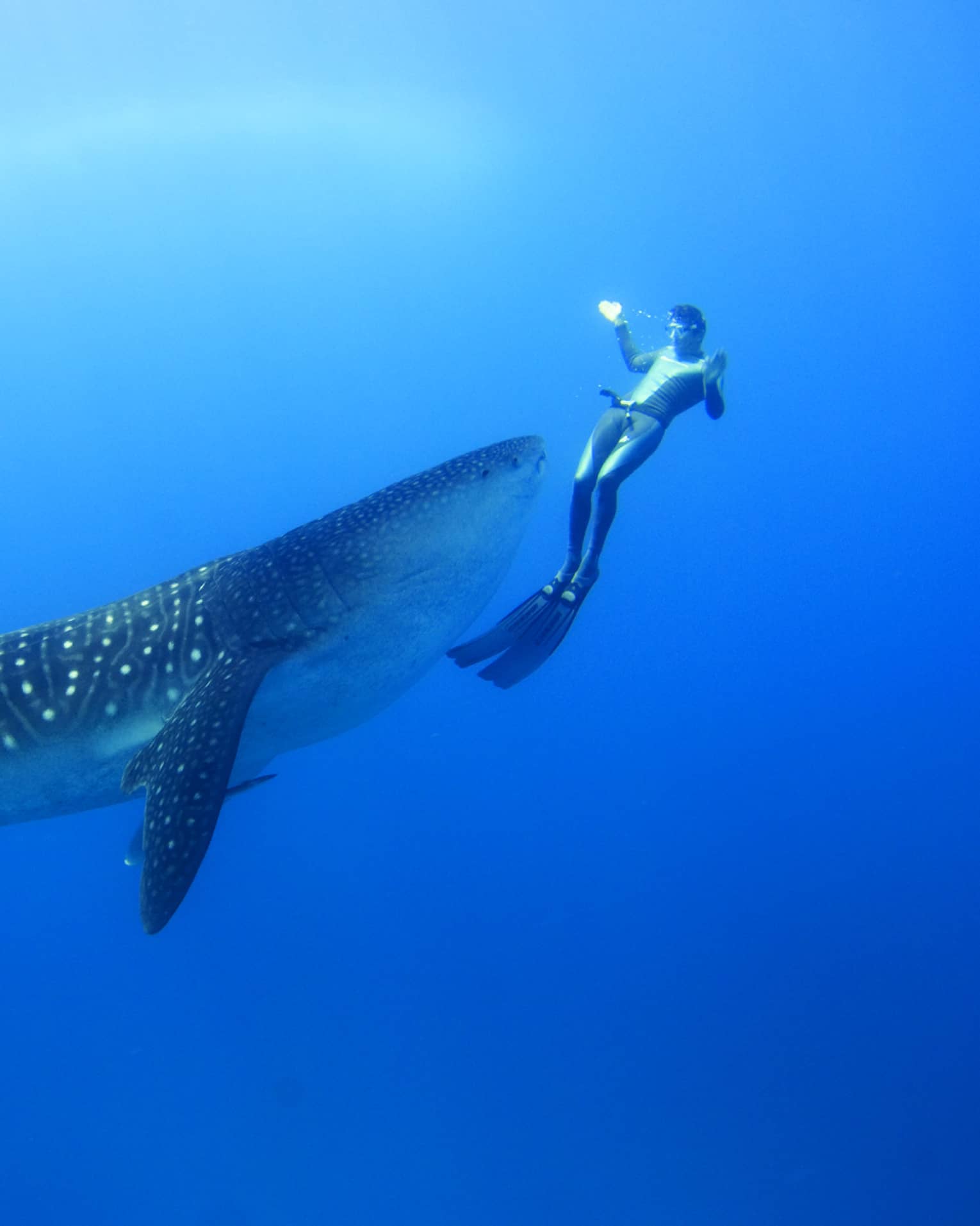 Two scuba divers swim around, film spotted whale shark underwater