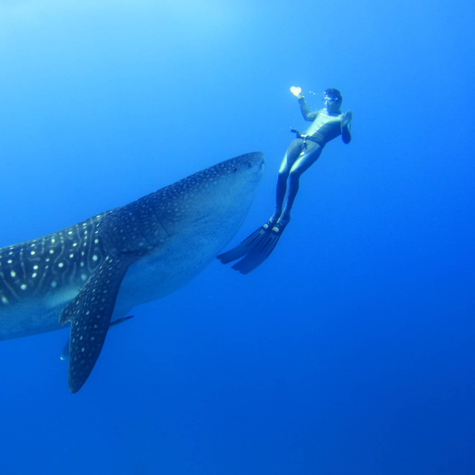 Two scuba divers swim around, film spotted whale shark underwater