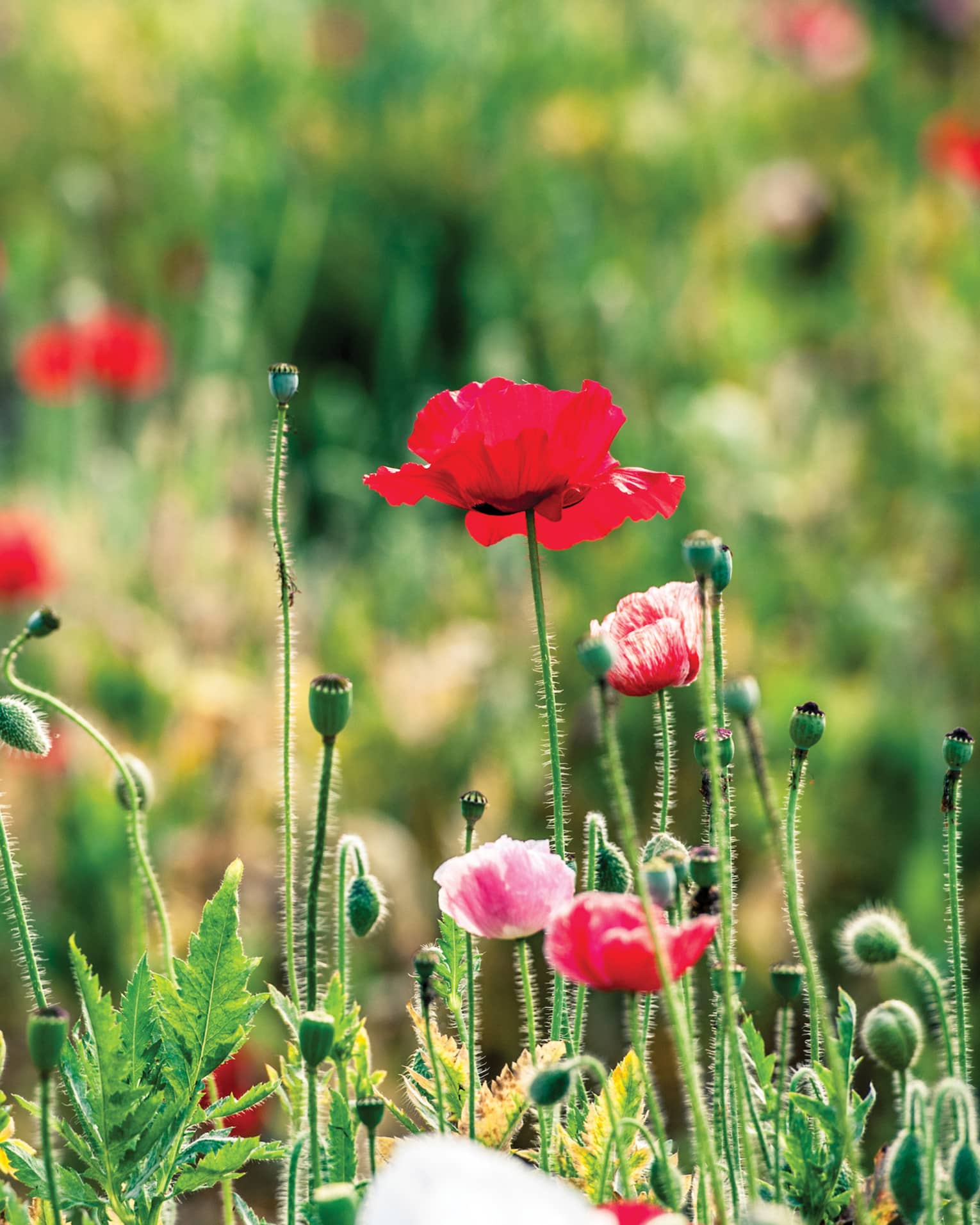 Close-up of field of red poppies