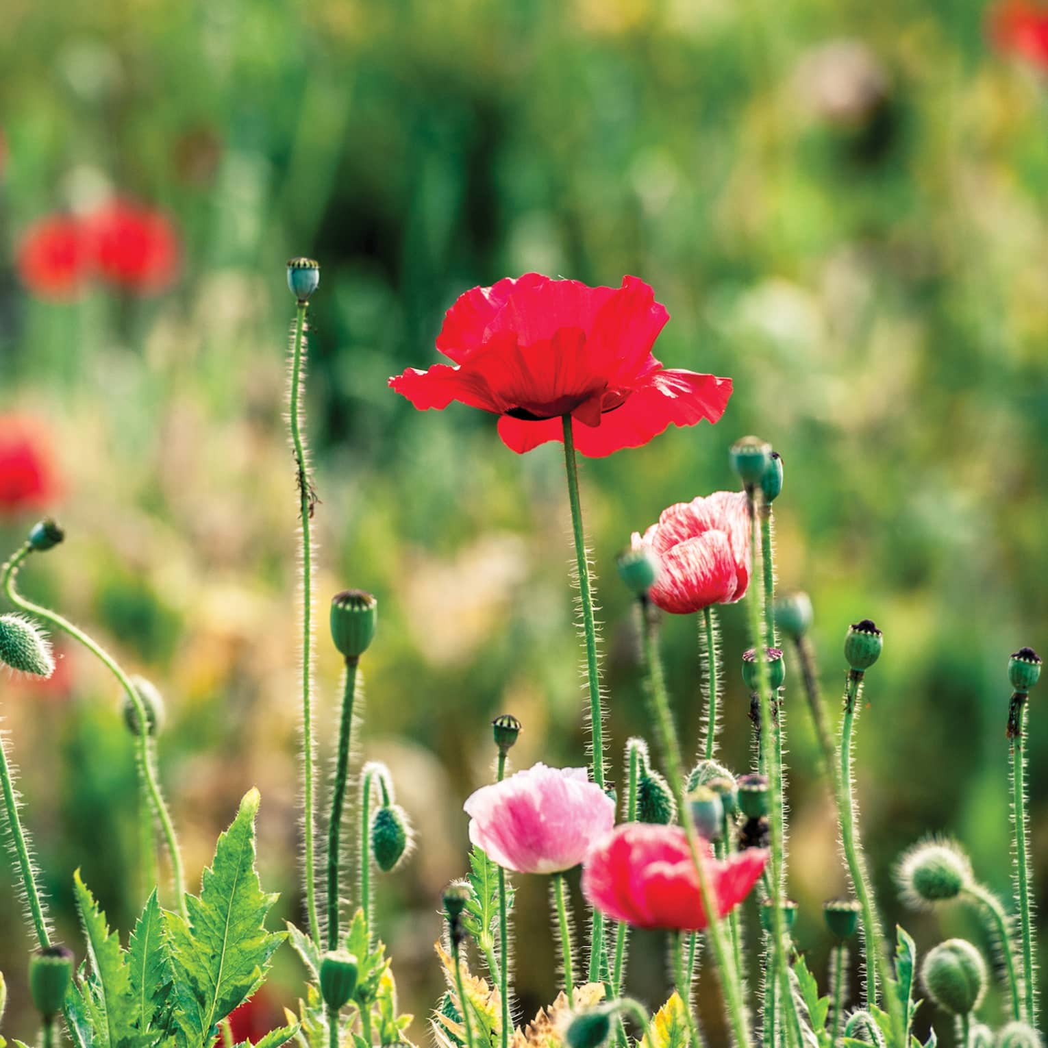 Closeup of a field of red poppies 