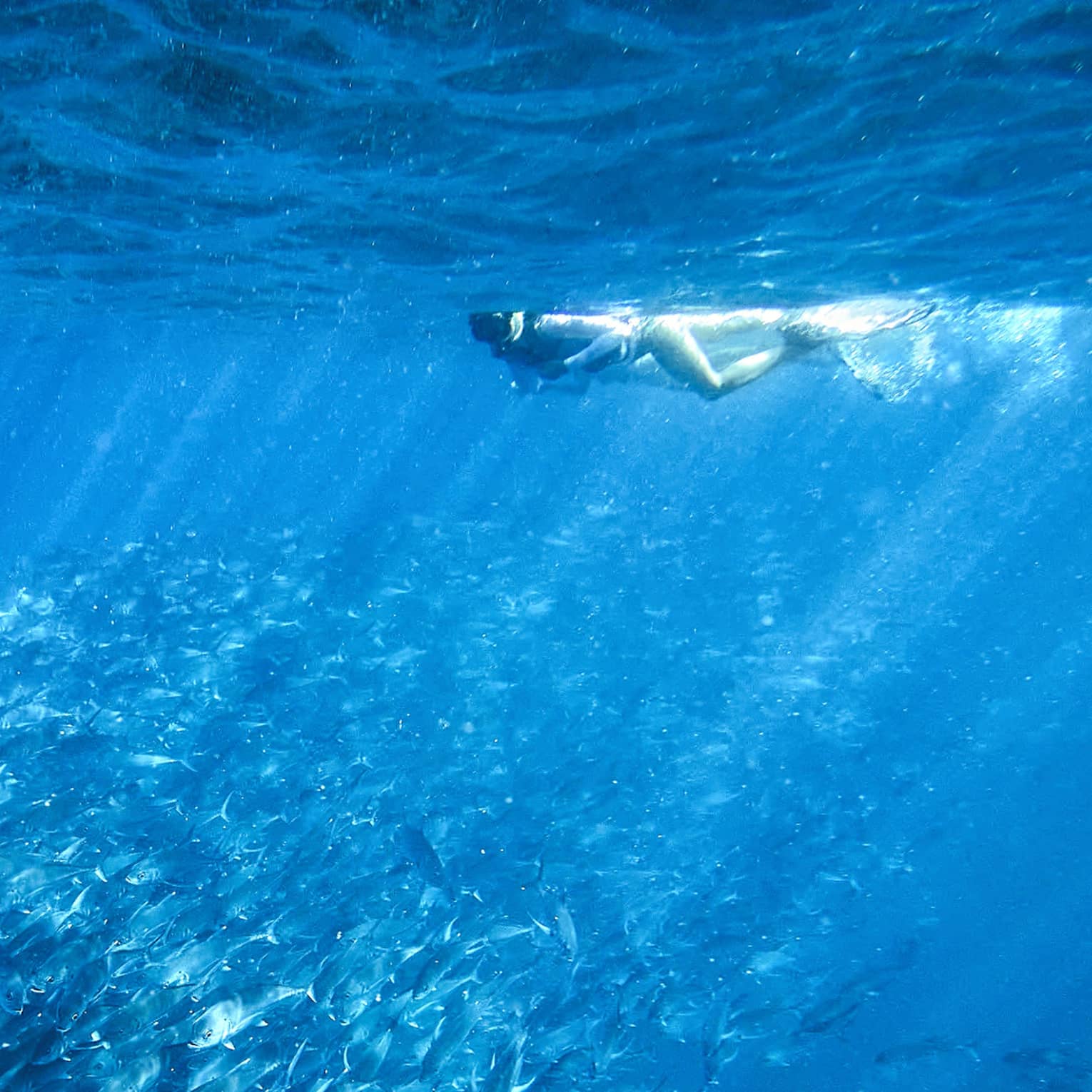 A person snorkelling near a school of fish in clear blue water