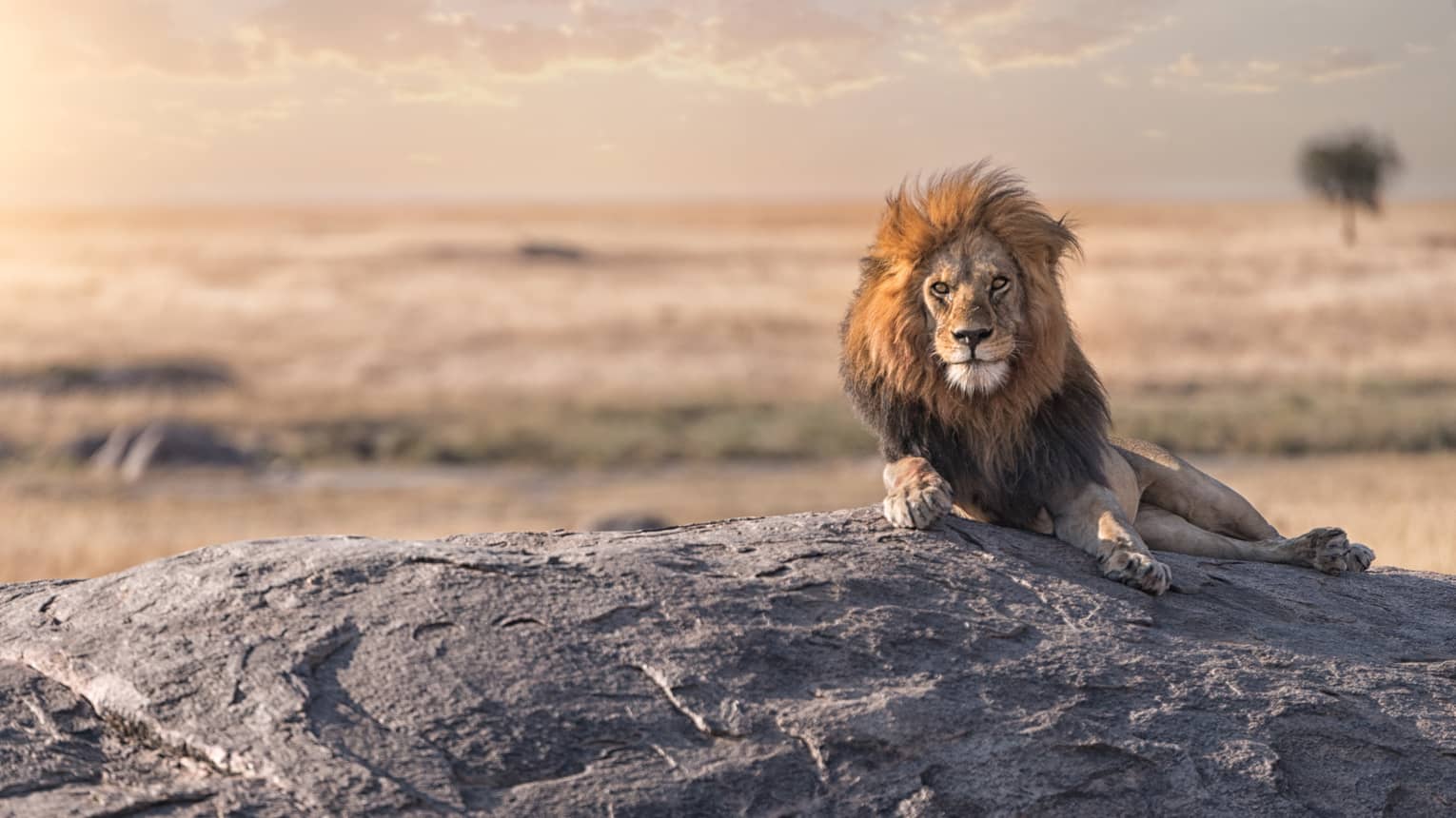 Lion lays on a rock in the Serengeti