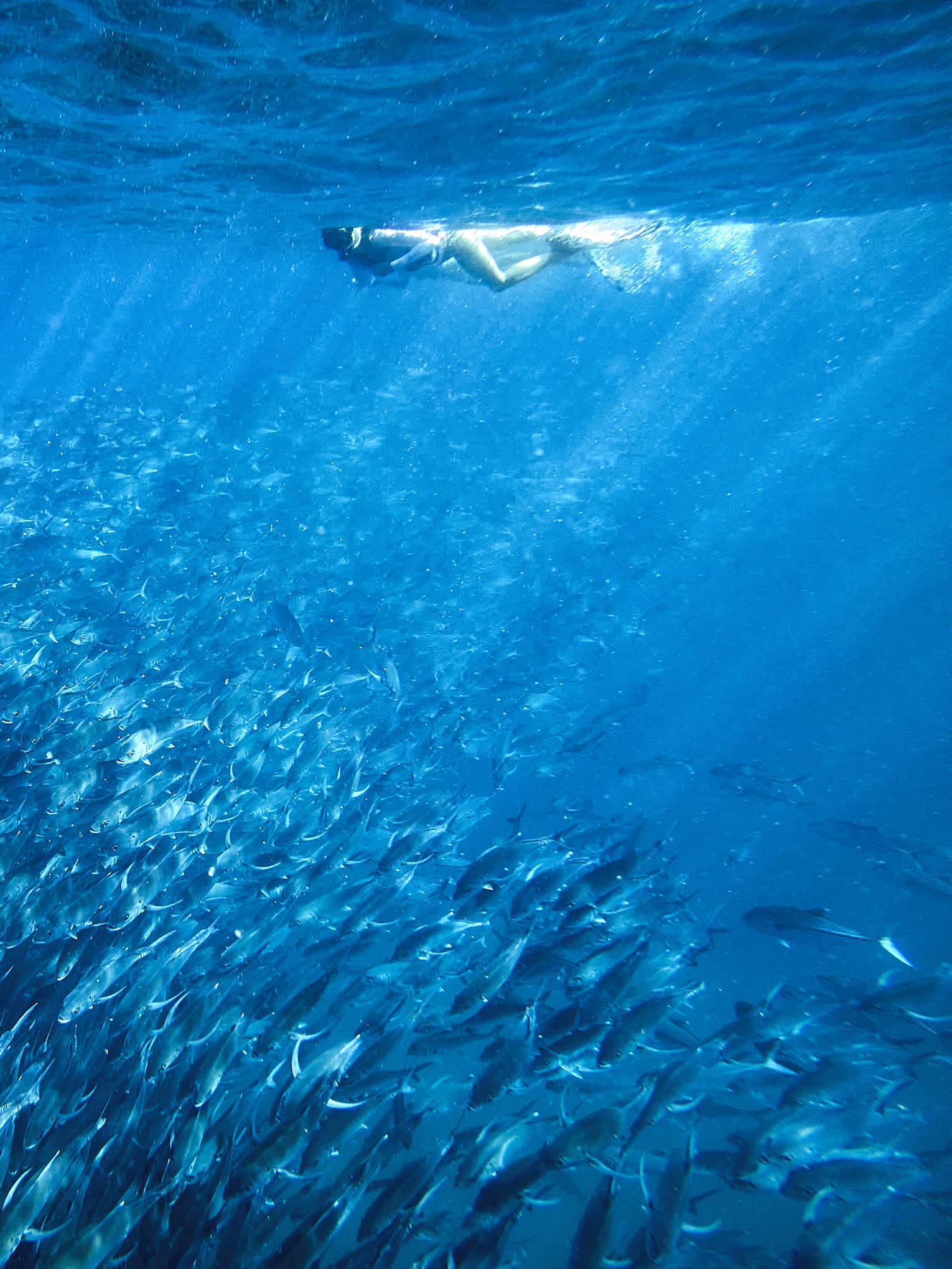 A person snorkelling near a school of fish in clear blue water