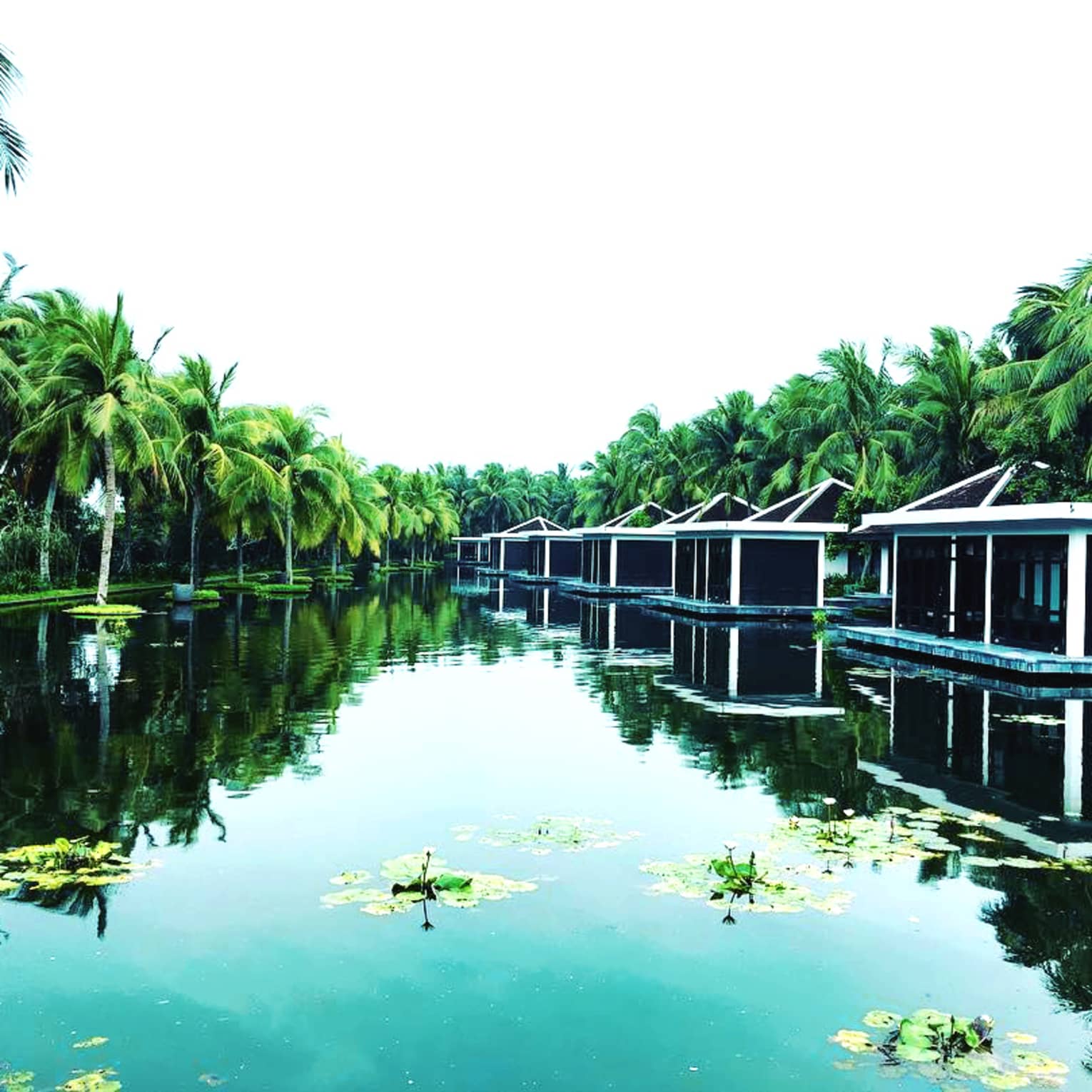 Small villas, tall palm trees along water with lily pads, reflections of blue sky