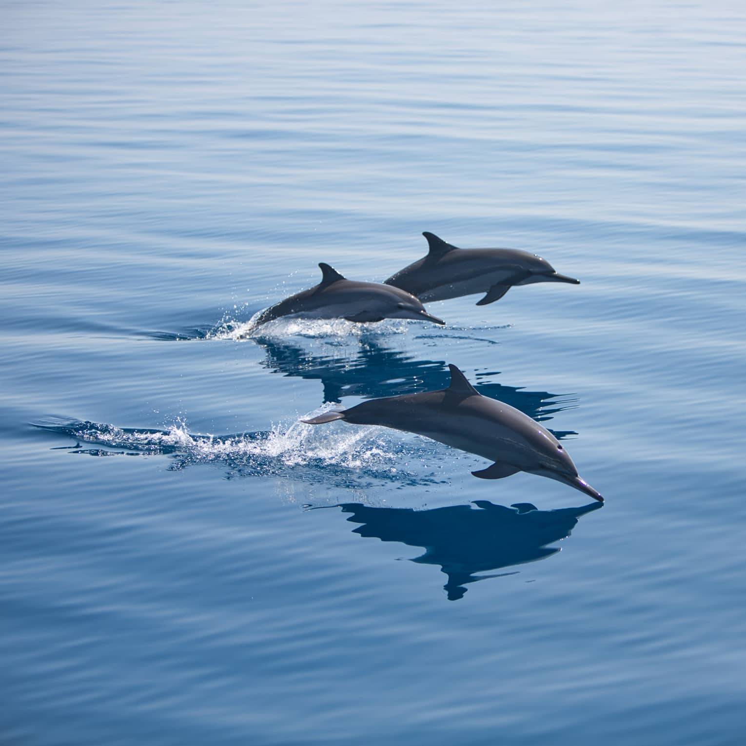 Three bottlenose dolphins, mid-jump, break through the surface of the otherwise calm water