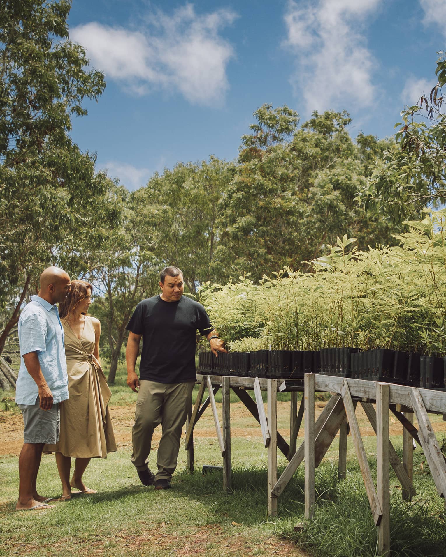 Surrounded by trees beneath a blue sky, a couple and their guide survey sandalwood plants growing in planters on wood tables.
